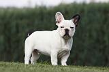 BOULEDOGUE FRANCAIS 652